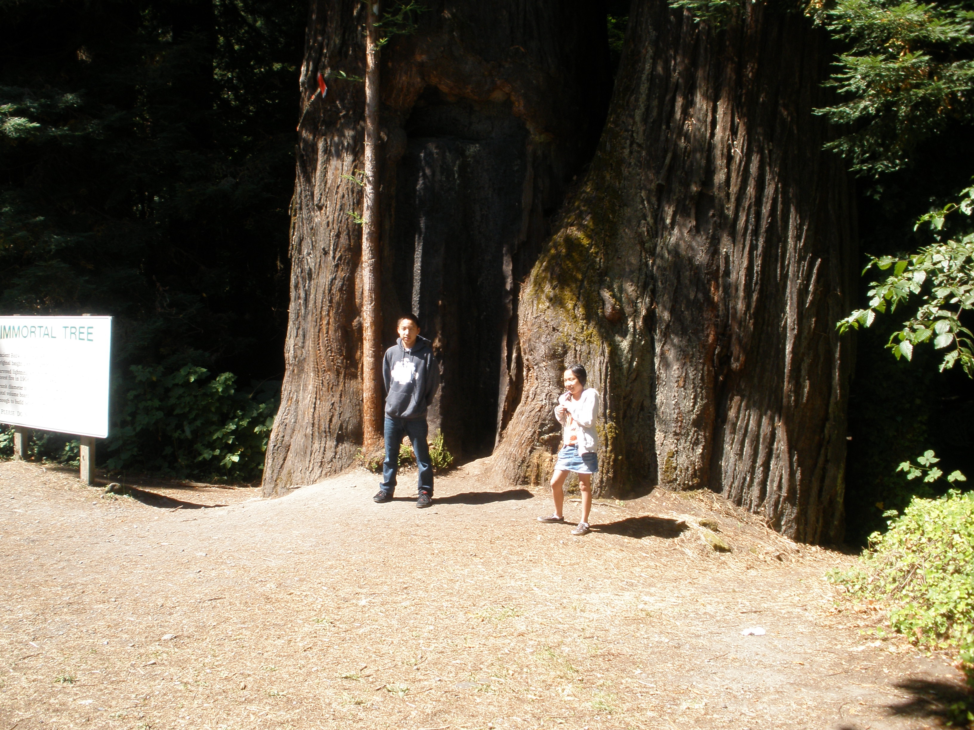 Summer, 2012, with Kara, Andrew and Madeline - Avenue of the Giants - 11